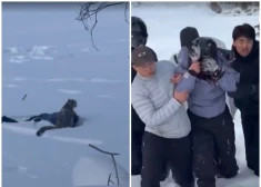 Sekundes līdz traģēdijai: Ķīnā sievietei selfijs ar sniega leopardu gandrīz maksā dzīvību