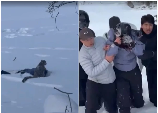 Sekundes līdz traģēdijai: Ķīnā sievietei selfijs ar sniega leopardu gandrīz maksā dzīvību