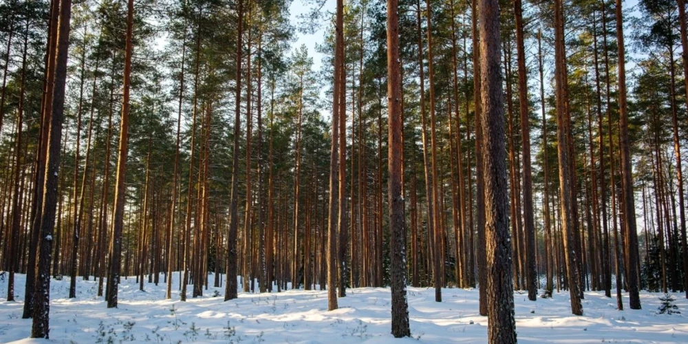 LVM vēršas tiesā par ilgtermiņa mežizstrādes līgumu atzīšanu par spēkā neesošu. 