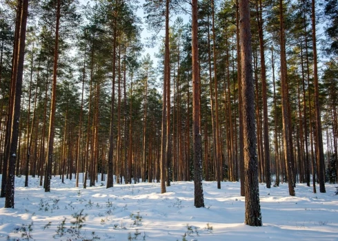 LVM vēršas tiesā par ilgtermiņa mežizstrādes līgumu atzīšanu par spēkā neesošu. 