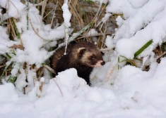 Igaunijas ciemā sauc glābējus, lai no mājas padzītu "huligānisku" sesku 