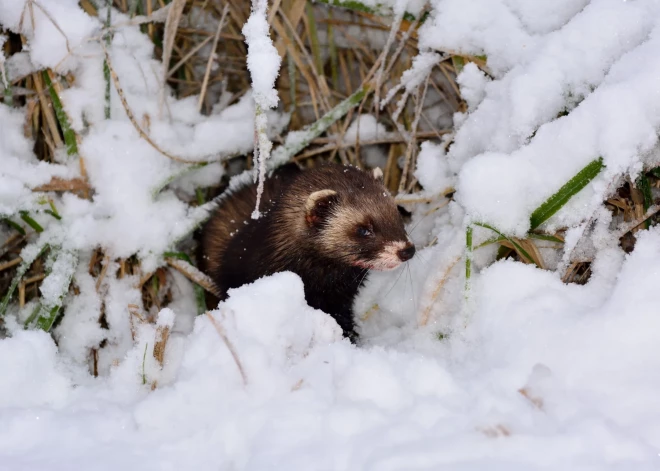 Igaunijas ciemā sauc glābējus, lai no mājas padzītu "huligānisku" sesku 