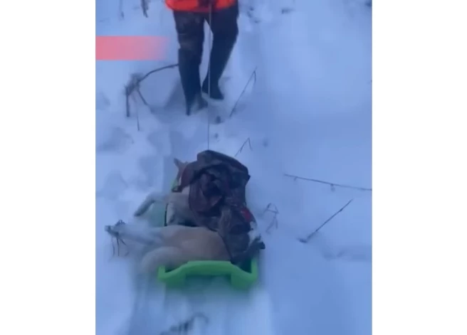 Тело собаки хозяин сначала нес на руках, затем коллеги принесли санки, чтобы доставить Бренду к машине.