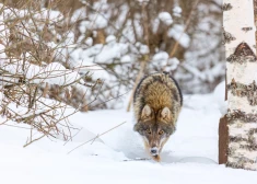 "Это была ее последняя битва": волки растерзали охотничью собаку в Валмиерском крае