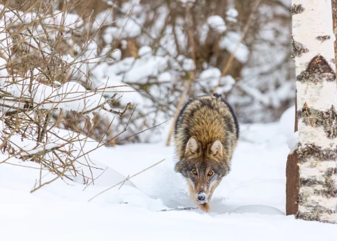 Охотники говорят, что популяция волков в Латвии становится неконтролируемой.