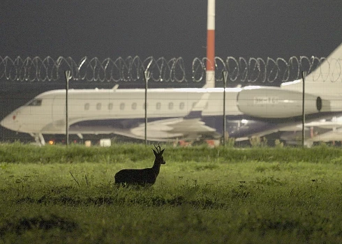 Lailas Pakalniņas filmas “Putnubiedēkļi” pirmizrāde notiks Nacionālajā kino balvā “Lielais Kristaps”.