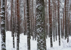 “Pata Saldus” noraida apgalvojumu par nepamatotu līgumu iekļaušanu valdības lēmuma izpildē