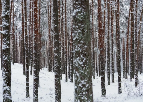 Kokrūpnieki 2023. gadā aicināja novērst cenu veidošanās mehānisma radīto nevienlīdzību.