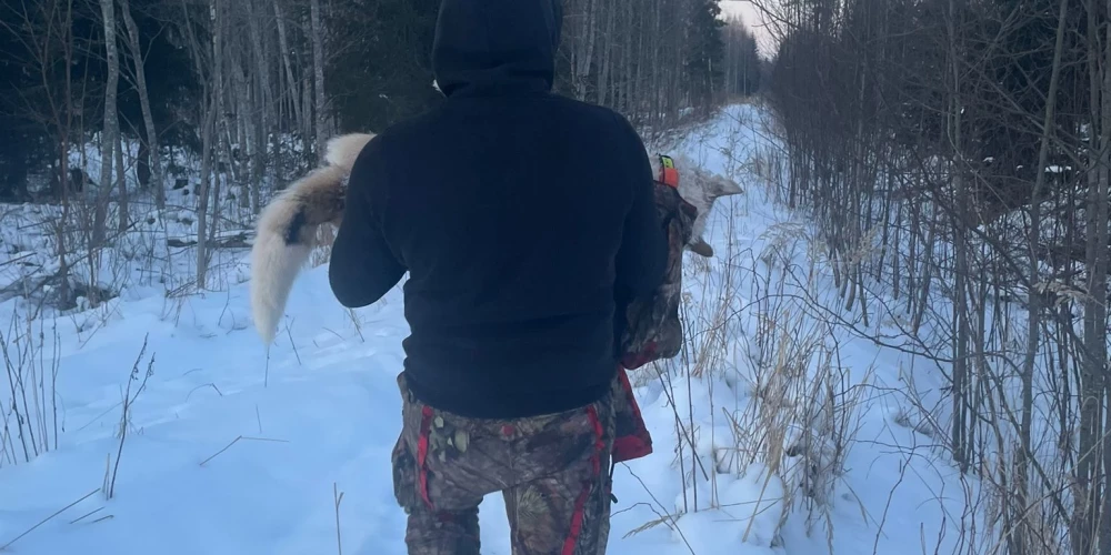 Medību noslēgumā septiņus gadus vecais kolektīva medību suns Brenda piedzīvoja vilku uzbrukumu, kas izrādījās letāls.