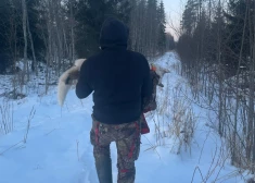 VIDEO: medības Mazsalacas pusē pārvēršas murgā – vilki dzīvu saplosa medību suni