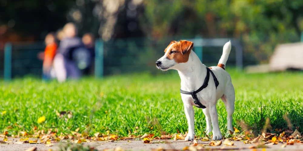 Nepatiesa informācija par suņu aizliegumu izraisīja ažiotāžu soctīklos.