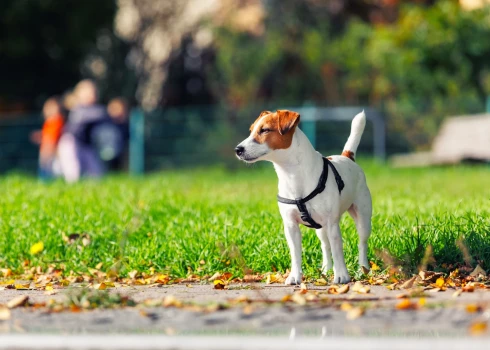 Nepatiesa informācija par suņu aizliegumu izraisīja ažiotāžu soctīklos.