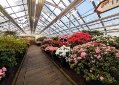 LU Botāniskajā dārzā sāk ziedēt acālijas