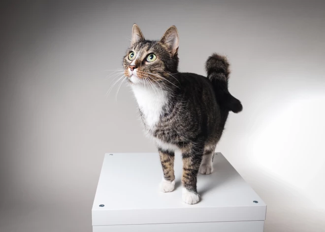 Estere ar kaķi Moho.