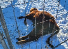 VIDEO, FOTO: lopiņi atstāti ārā bez barības un ūdens – Augšdaugavas novadā paveras bēdīgs skats