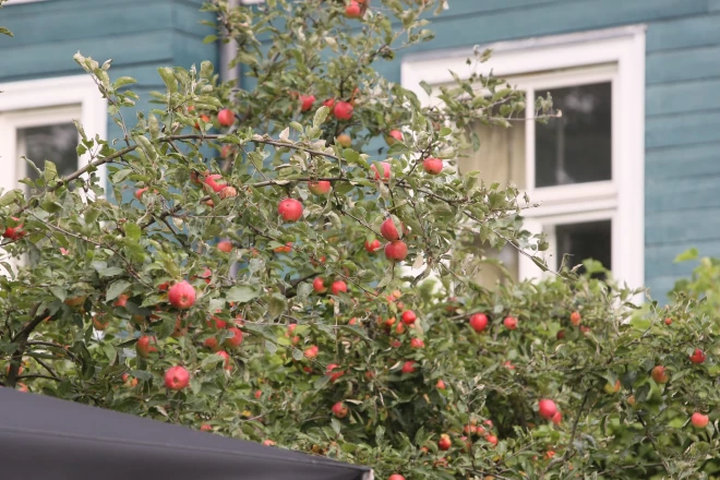 Latvijā selekcionēts pietiekami daudz ābolu šķirņu, kuras ir izturīgas pret kraupi.