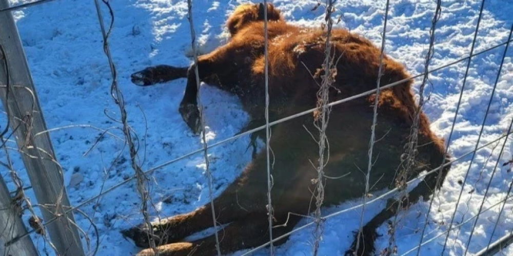 Животные были крайне истощены. 