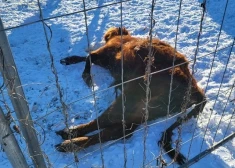 95 истощенных животных вывезены с территории хозяйства в Аугшдаугавском крае