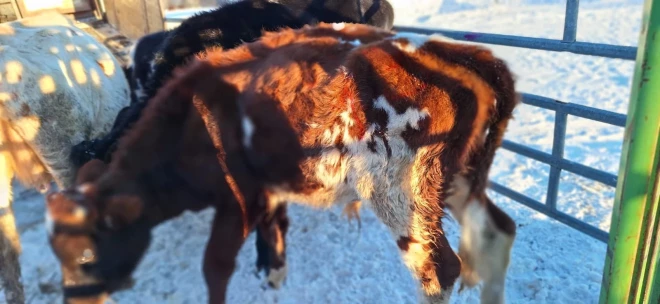 Полиция конфисковала 95 голов скота. 