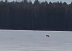 Vilki pastaigājas pa Slokas ezera ledu. VIDEO