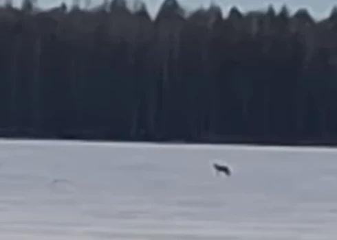 Viens no vilkiem uz Slokas ezera ledus (ekrānuzņēmums no video)