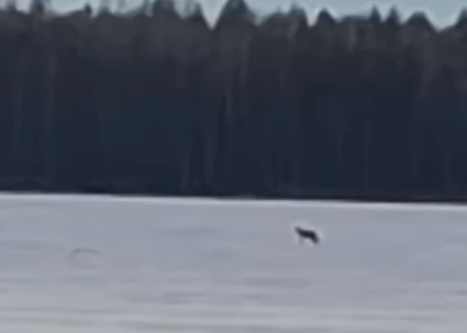 Vilki pastaigājas pa Slokas ezera ledu. VIDEO