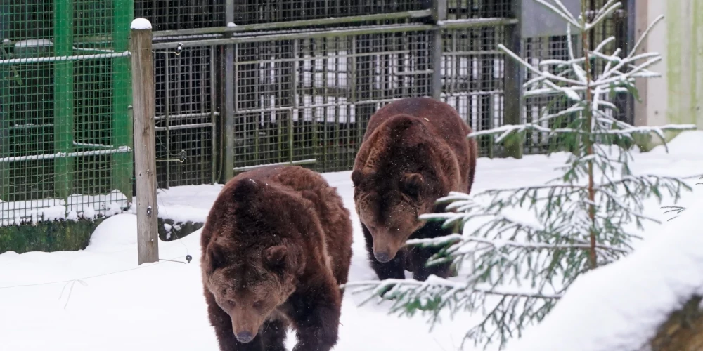 Природные тропы Лигатне обещают редкую возможность увидеть ночную жизнь животных.