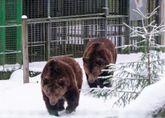 В Латвии предложили необычную альтернативу ресторану на 14 февраля - ночная прогулка в Лигатне