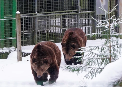 Природные тропы Лигатне обещают редкую возможность увидеть ночную жизнь животных.