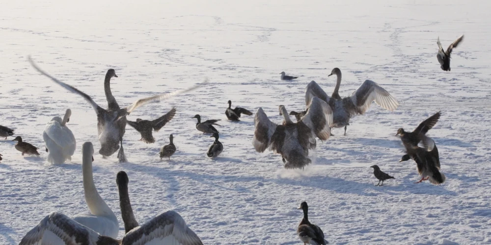 Latvijas ūdeņos putni piesalst pie ledus. 