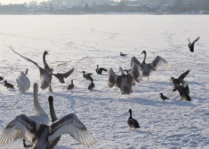 Straujais aukstums rada nopietnus riskus putniem Latvijā – tie piesalst pie ledus