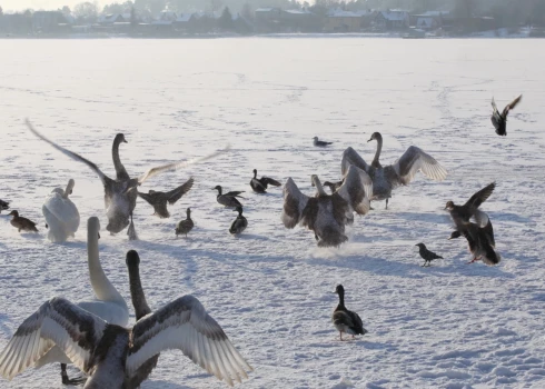 Latvijas ūdeņos putni piesalst pie ledus. 