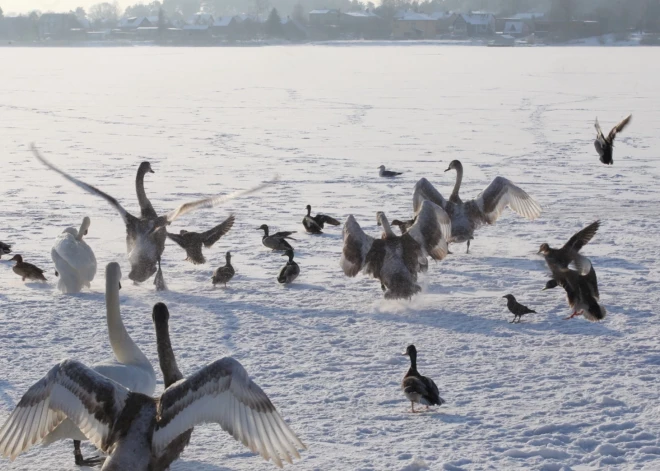 Straujais aukstums rada nopietnus riskus putniem Latvijā – tie piesalst pie ledus