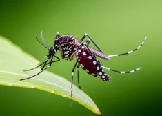 Латвийцам объяснили, почему морозная зима не избавит страну от клещей, слизней и комаров
