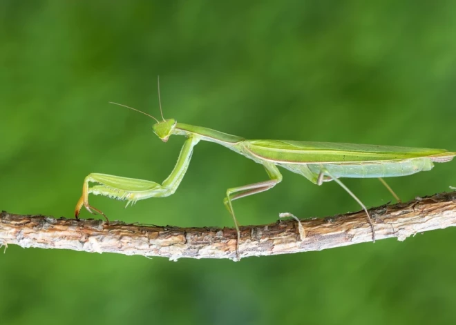 Bargais sals var “izsist” dienvidu viesus: Latvijā varētu sarukt jauno kukaiņu sugu skaits