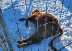 Piesieti pie kokiem mežā un novārguši: pēc 95 dzīvnieku izņemšanas saimnieki ar dakšām uzbrūk PVD darbiniekiem