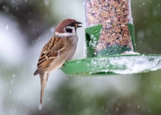 Орнитологи признали: значительная часть птиц гибнет зимой независимо от подкормки