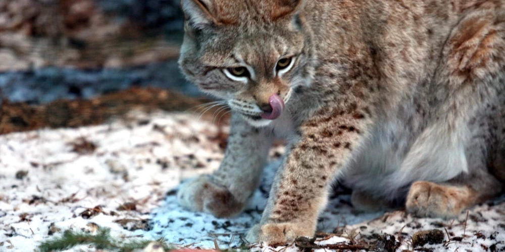 Speciālists iesaka arī aukstajā laikā nepiebarot meža zvērus. 