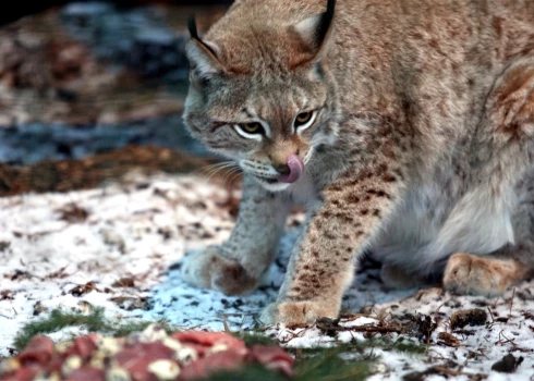 Speciālists iesaka arī aukstajā laikā nepiebarot meža zvērus.