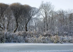 Dīķos pastāv risks zivju noslāpšanai, pauž eksperts