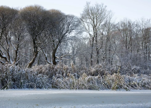 Dīķos pastāv risks zivju noslāpšanai. 