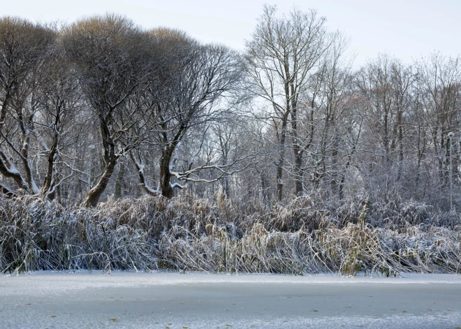 Dīķos pastāv risks zivju noslāpšanai, pauž eksperts