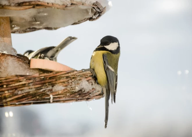 Ja sāc barot putnus, tas jādara līdz pavasarim, atgādina ornitologs