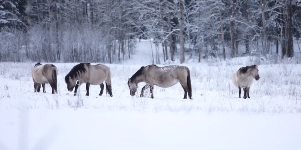 Дикие лошади.