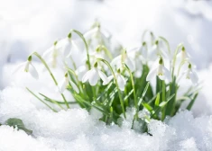 Vai februārī sagaidīsim pirmās pavasara vēsmas? Laika vērotājs Vilis Bukšs nosauc datumus, kad laiks var “apmest kūleni”