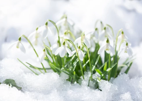 Pēc dabas zīmēm spriežot, februāris un marts var būt nokrišņiem bagāti.