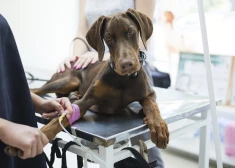 Жизнь животных часто зависит от часов работы клиник: новая инициатива на Manabalss.lv хочет это изменить