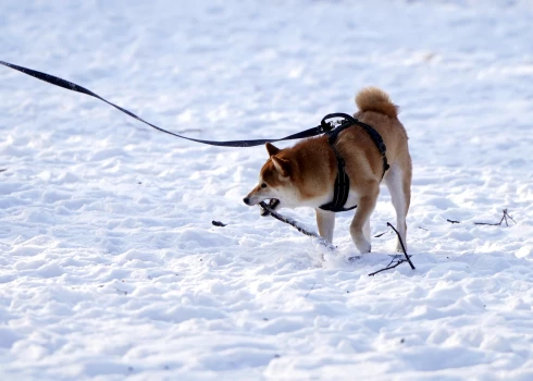 Dienvidlatgali klāj līdz 46 centimetriem dziļš sniegs.