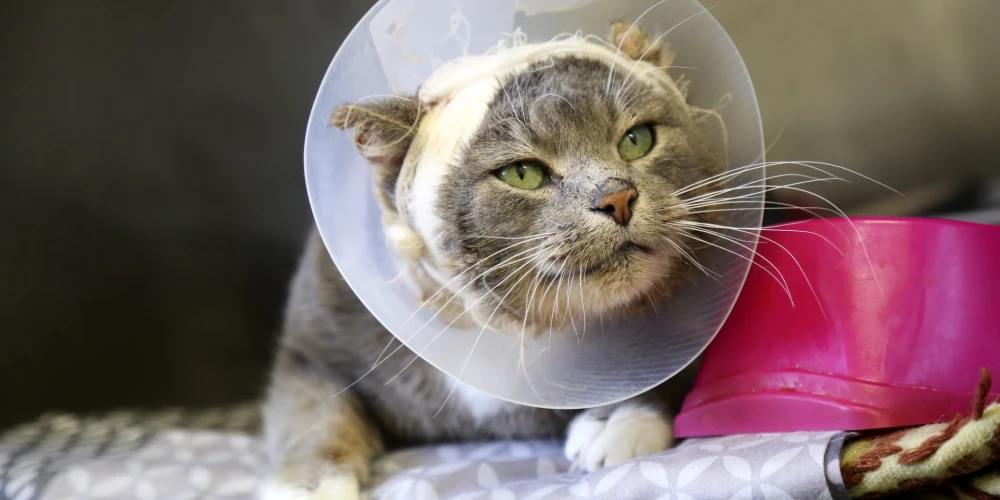 Aicina izveidot valsts apmaksātu diennakts neatliekamās veterinārās palīdzības sistēmu.