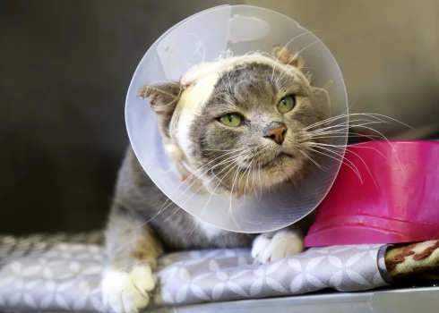 Aicina izveidot valsts apmaksātu diennakts neatliekamās veterinārās palīdzības sistēmu.